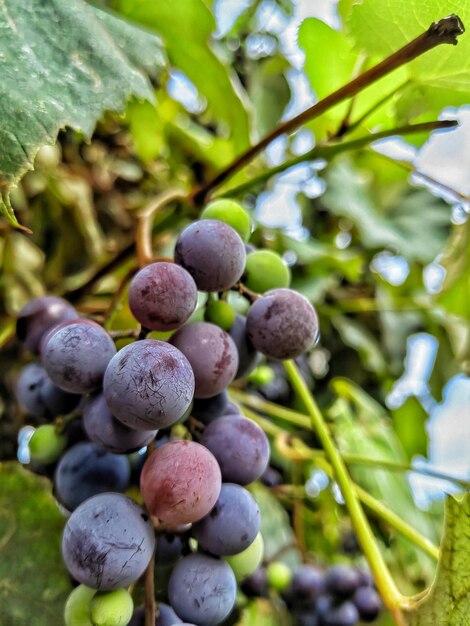 Close-up of grapes growing on tree