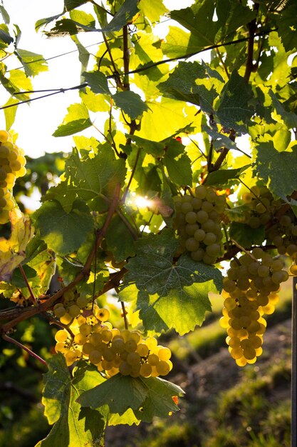 Close-up of grapes growing on tree