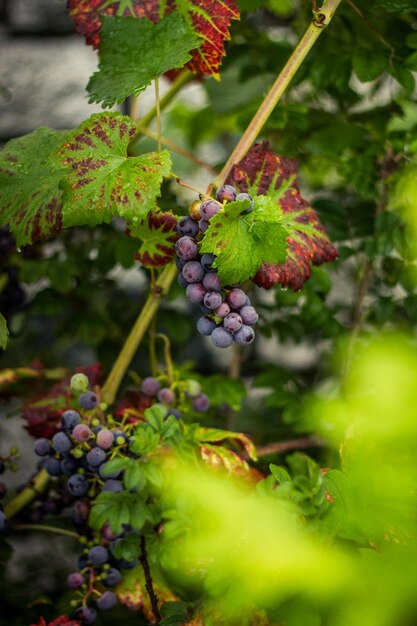 Close-up of grapes growing on tree