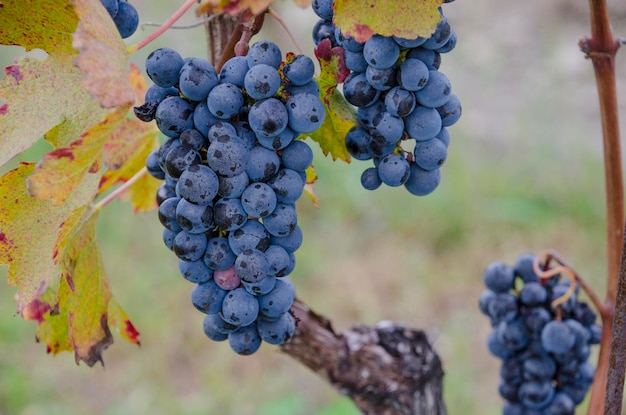 Close-up of grapes growing on vine