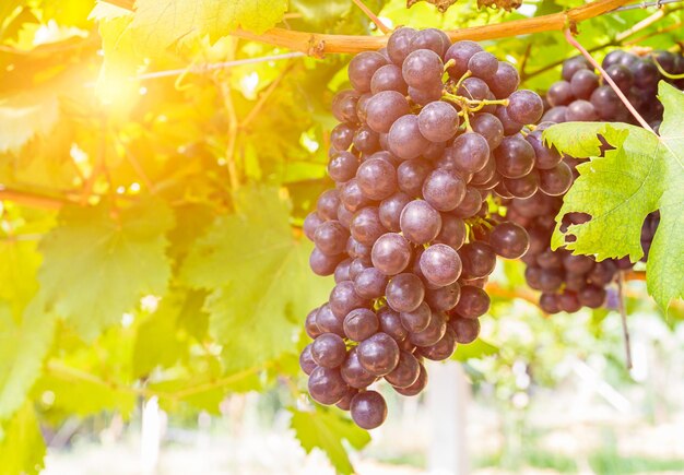 Close-up of grapes growing in vineyard