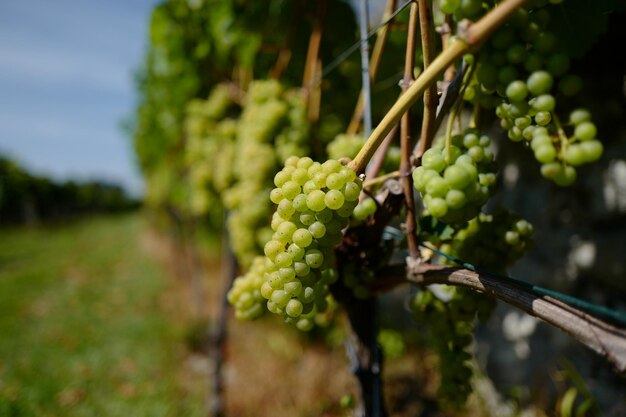 Close-up of grapes growing in vineyard