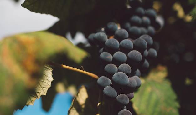 Foto prossimo piano delle uve che crescono in vigna