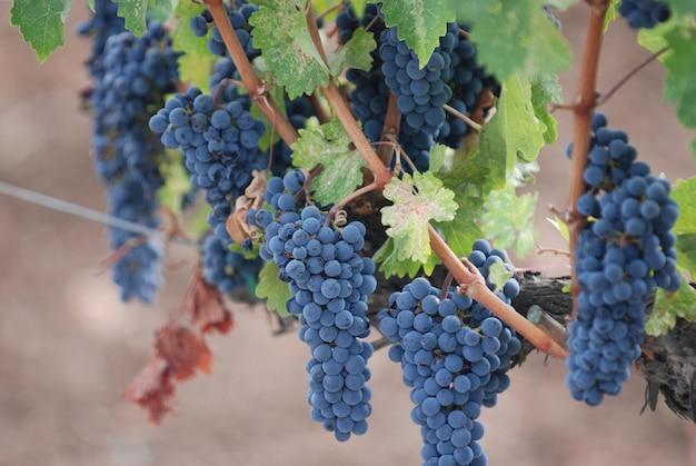 Foto prossimo piano delle uve che crescono in vigna