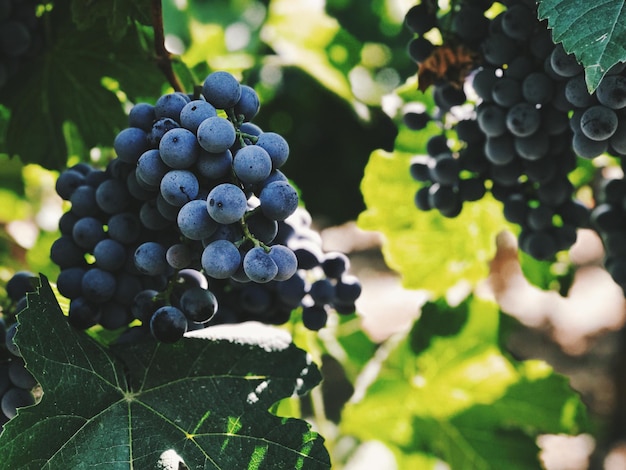 Close-up of grapes growing in vineyard