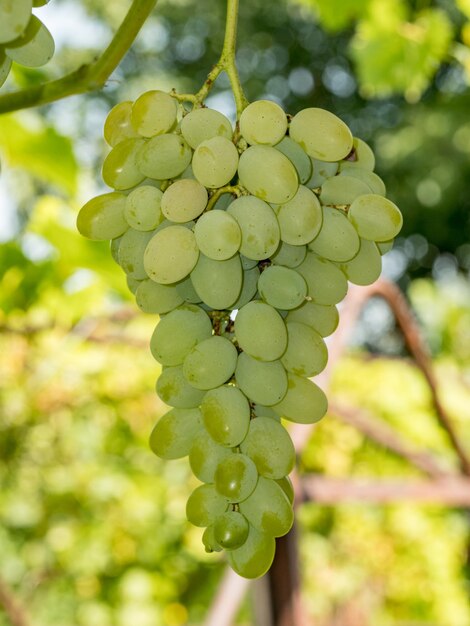 Close-up of grapes growing in vineyard