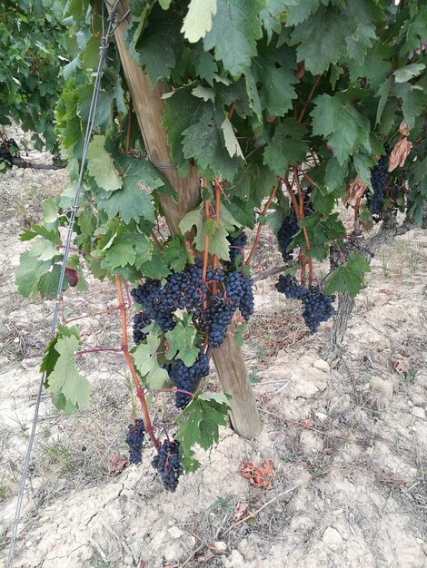 Foto prossimo piano delle uve che crescono in vigna