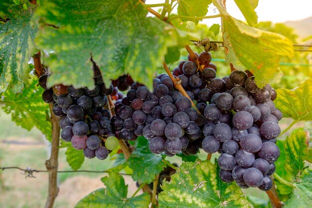 Close-up of grapes growing in vineyard