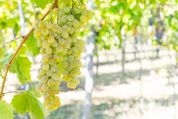 Close-up of grapes growing in vineyard