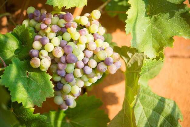 Foto prossimo piano delle uve che crescono in vigna