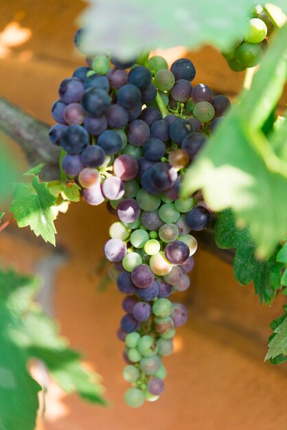 Foto prossimo piano delle uve che crescono in vigna