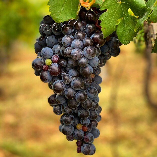 Photo close-up of grapes growing in vineyard