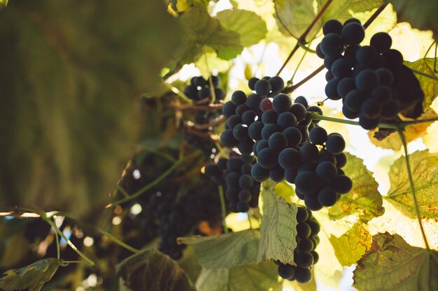 Foto prossimo piano delle uve che crescono in vigna