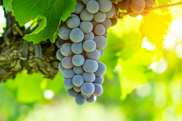 Close-up of grapes growing in vineyard