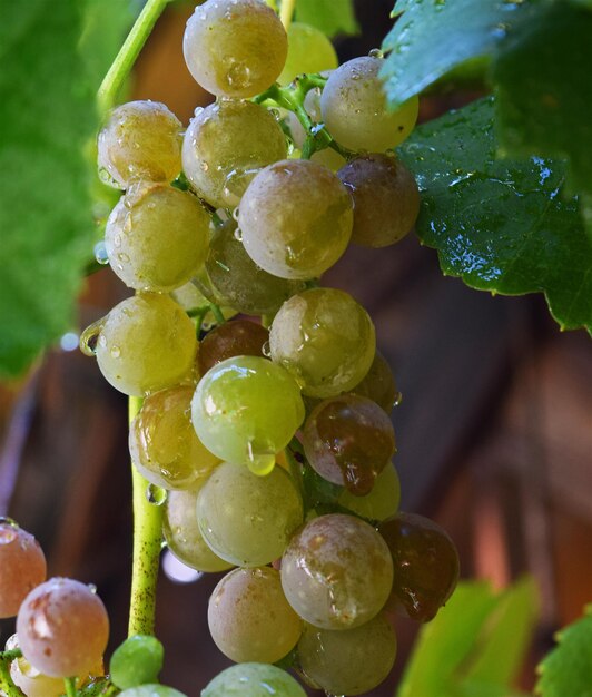 Foto prossimo piano delle uve che crescono in vigna