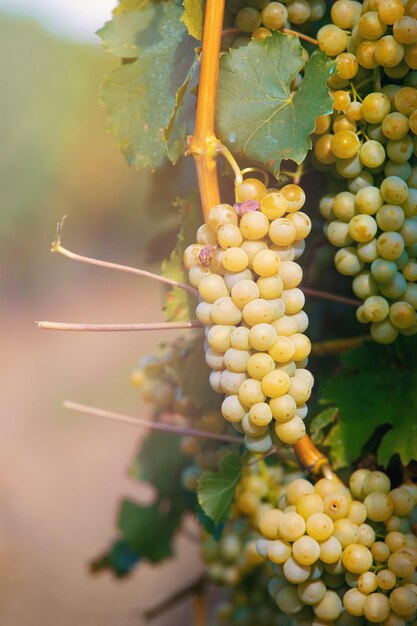 Foto prossimo piano delle uve che crescono in vigna