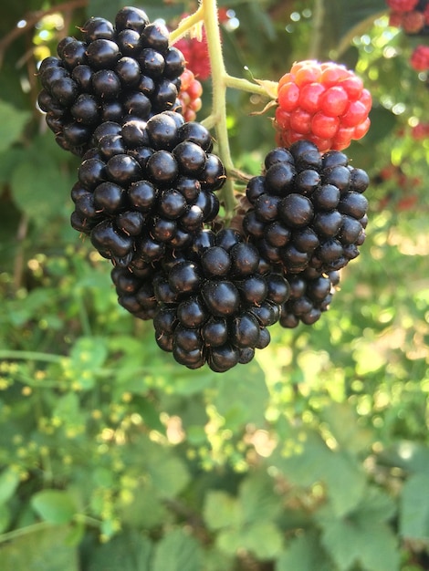 Close-up of grapes growing in vineyard