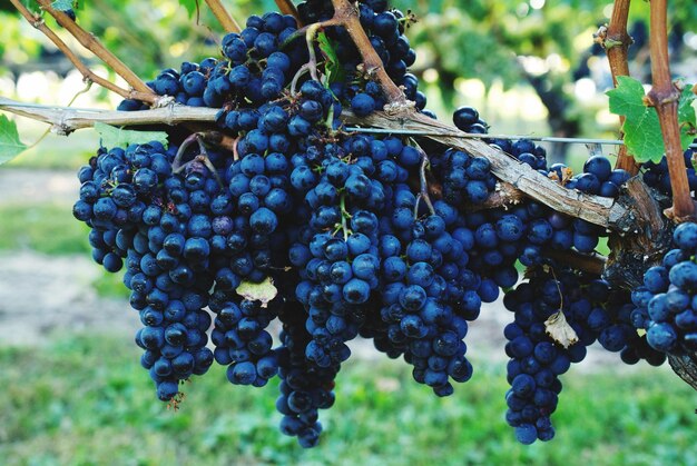 Close-up of grapes growing in vineyard