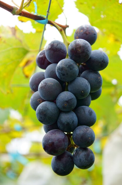 Close-up of grapes growing in vineyard