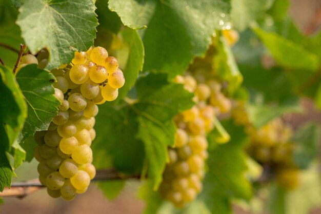 Foto prossimo piano delle uve che crescono in vigna