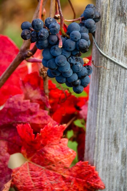 Photo close-up of grapes hanging on plant