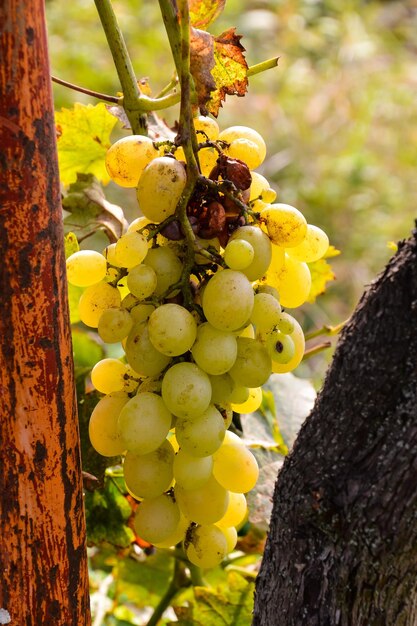 Close-up of grapes hanging on tree