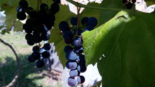 Close-up of grapes hanging on tree