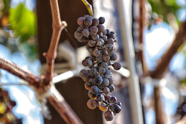 Photo close-up of grapes hanging in vineyard