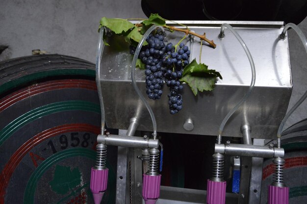 Photo close-up of grapes hanging on winery