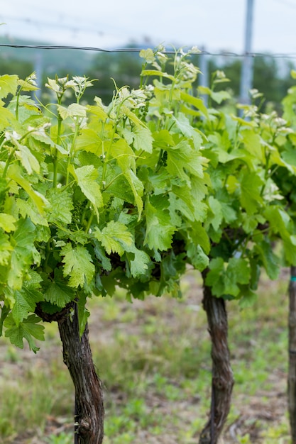 Close up of grapes in spring