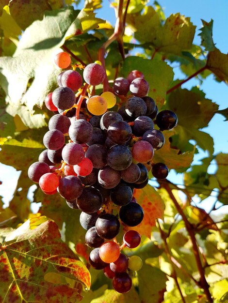 Close-up of grapes on tree