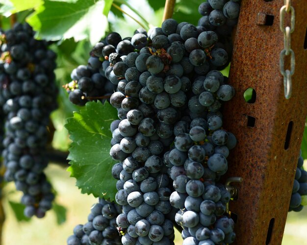 Close-up of grapes in vineyard