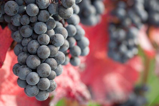 Photo close-up of grapes