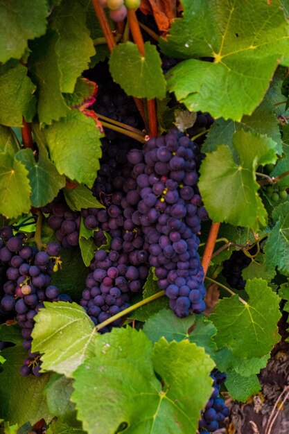 Close-up of grapes