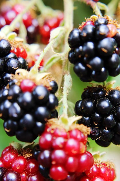 Close-up of grapes