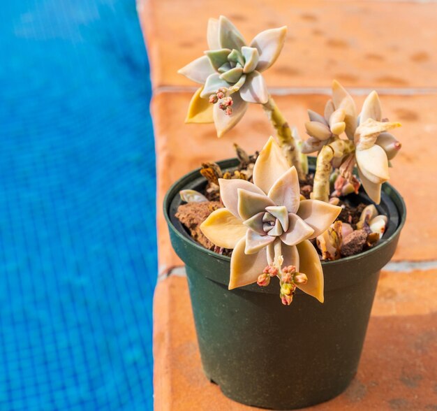 Close-up of graptopetalum paraguayense plant with flowers in the pot near the pool with blue water cultivation of succulent plants in the home garden