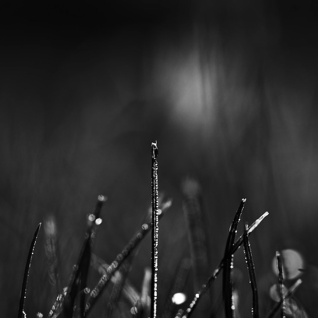 Photo close-up of grass against blurred background