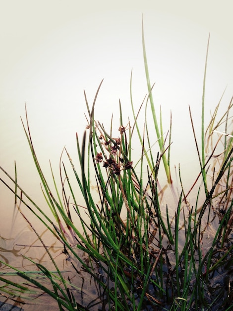 Photo close-up of grass against clear sky