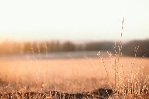 Close-up of grass against sky during sunset