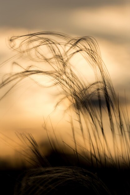 Photo close-up of grass against sky during sunset