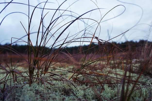 Photo close-up of grass against sky