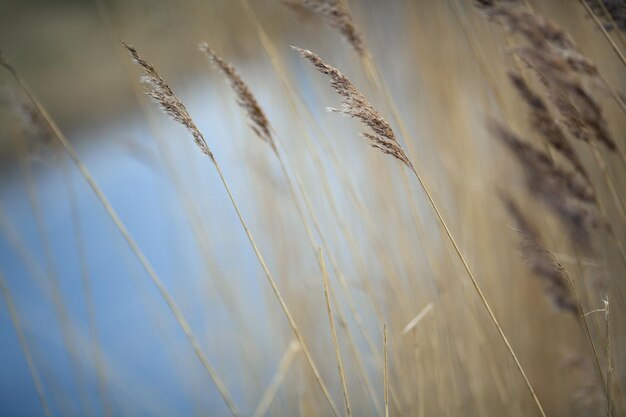 Close-up of grass against sky