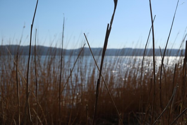 Close-up of grass on beach against sky