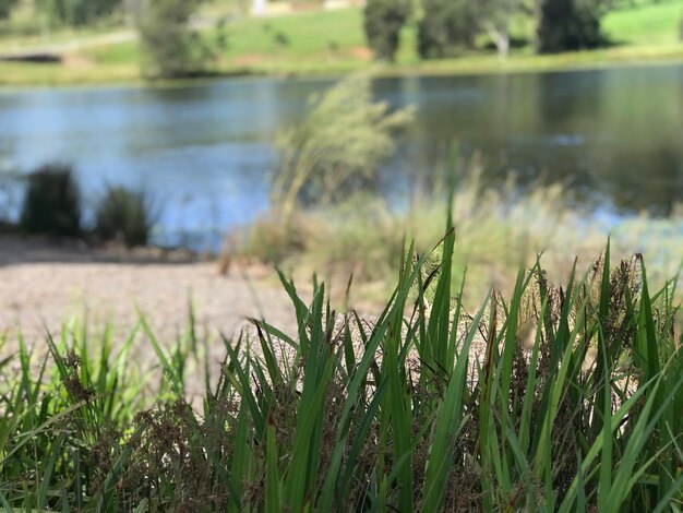 Foto prossimo piano dell'erba vicino al lago