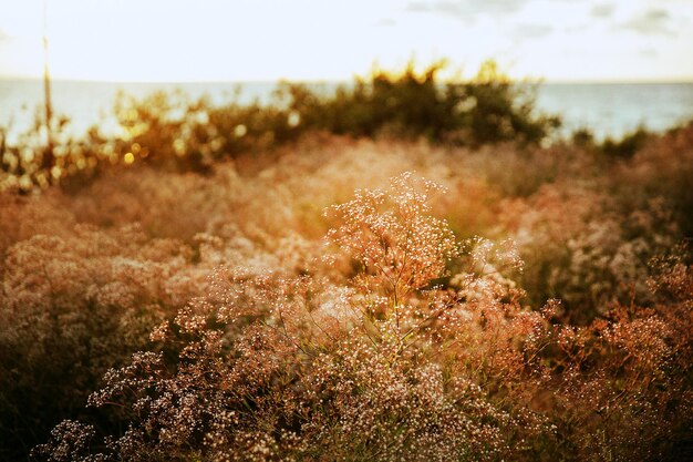 Close-up of the grass by the sea against sky