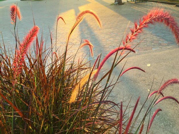 Photo close-up of grass by sea