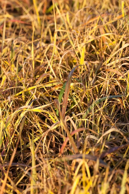 Close up on grass close up