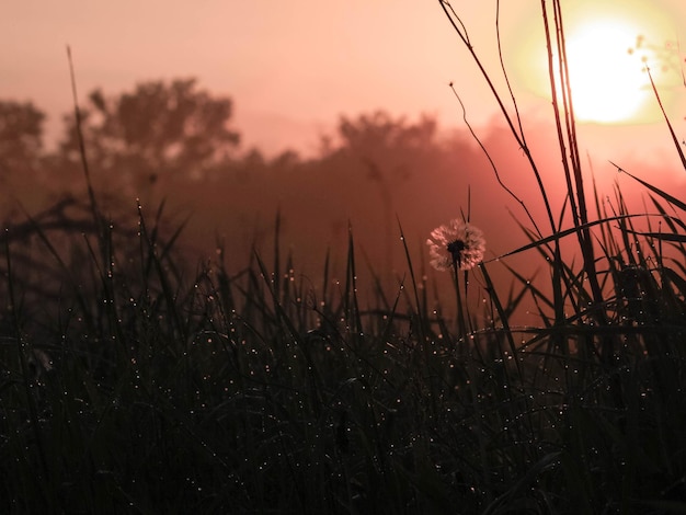 Photo close-up of grass on field against sky during sunset