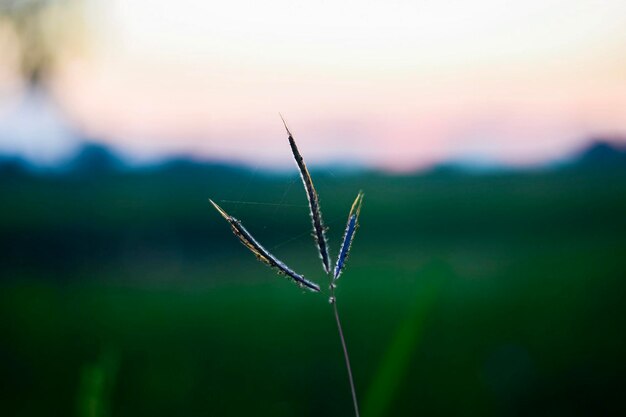 Close-up of grass on field against sky