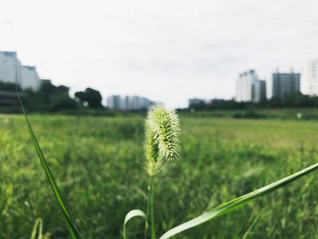 Close-up of grass on field against sky